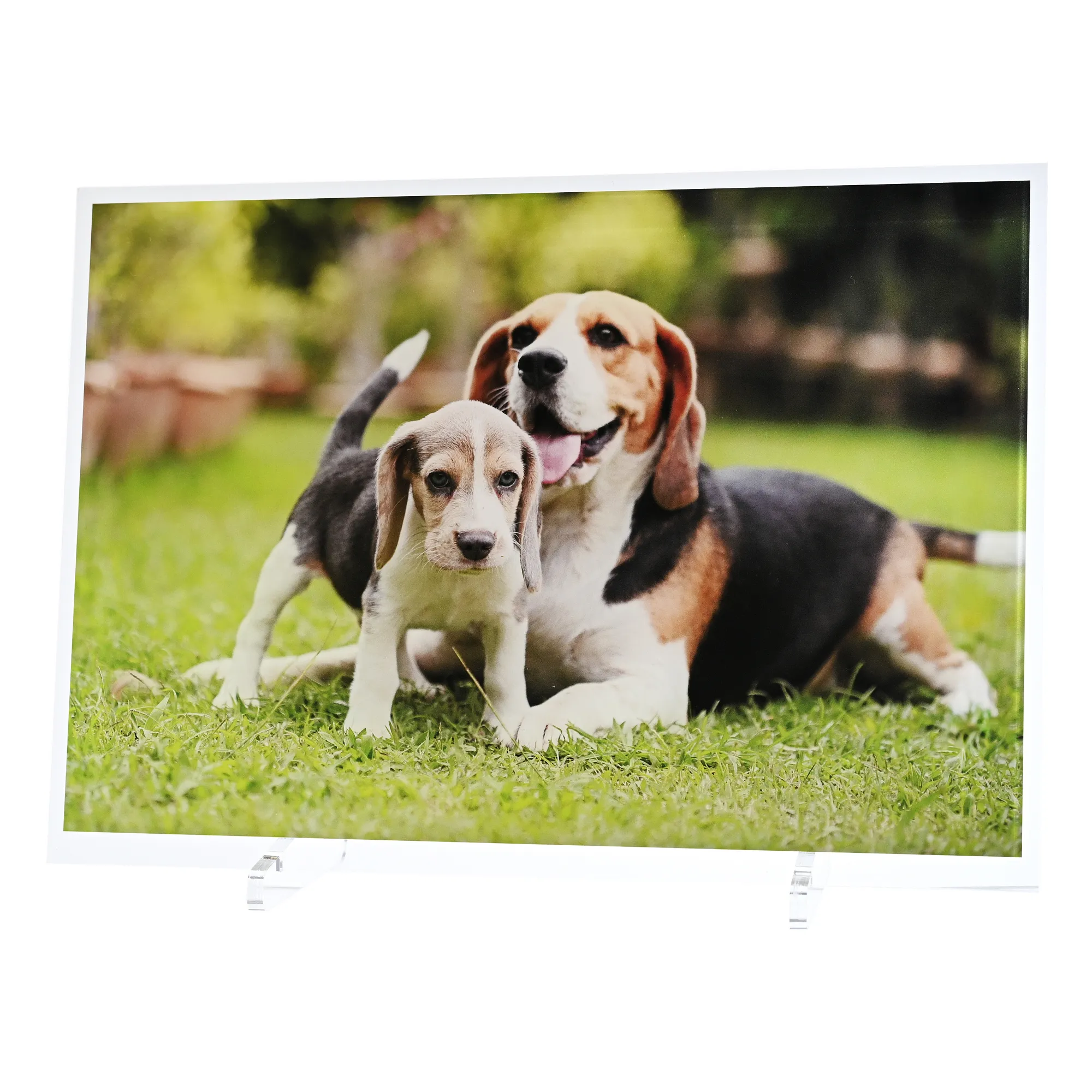 愛犬 アクリルフォトフレーム