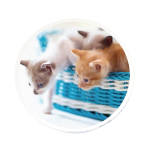 愛猫 アクリルマグネット 円形