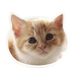 愛猫 アクリルマグネット 動物型